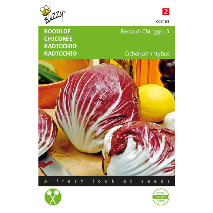 Salad-Chicory-red-Roodlof Rossa di Chioggia 3-BZ002163