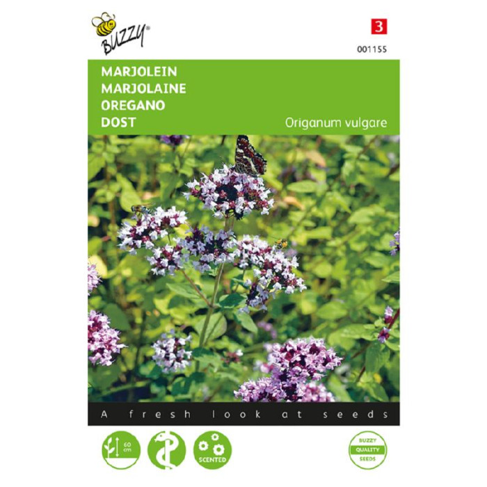 Majoran-Oregan-Marjolein - Oregano-BZ001155