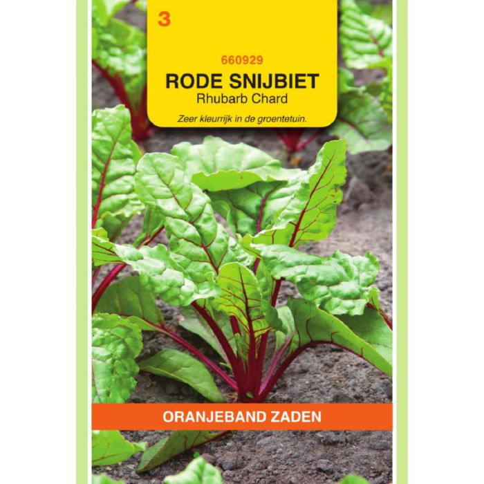 Blitva-crvena--OBZ Snijbiet Rhubarb Chard-OBZ660929